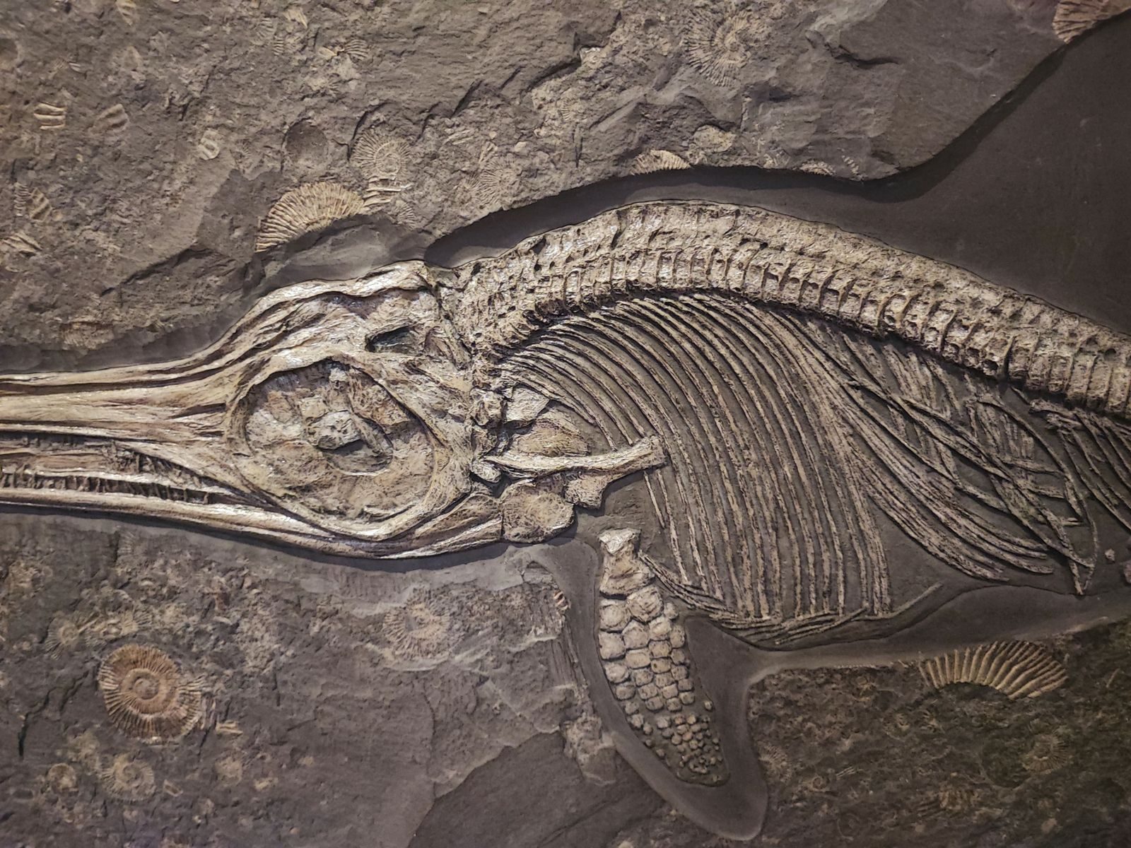 Close-up view of a detailed ichthyosaur fossil embedded in rock from Krapina, Croatia.