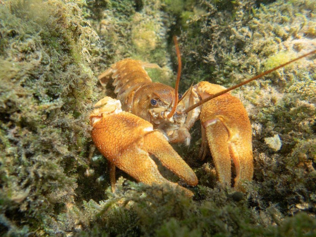 Vibrant crab in its natural coral habitat, showcasing marine biodiversity.