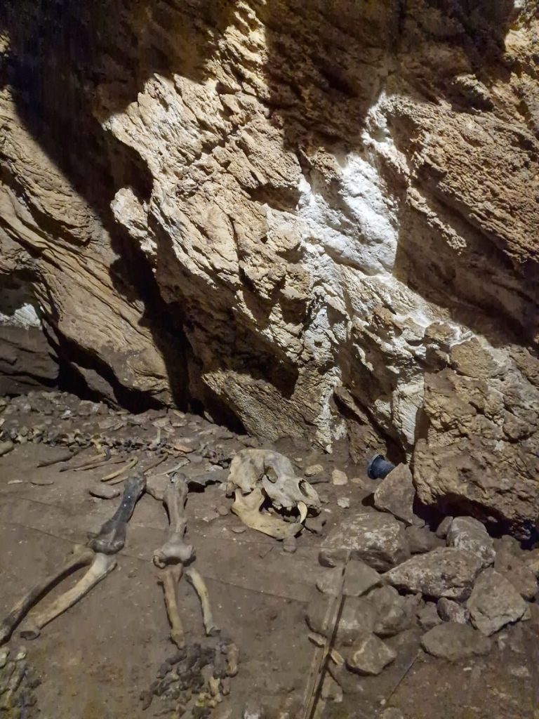 Explore a cave with ancient animal skeletons and geological formations in Kletno, Poland.