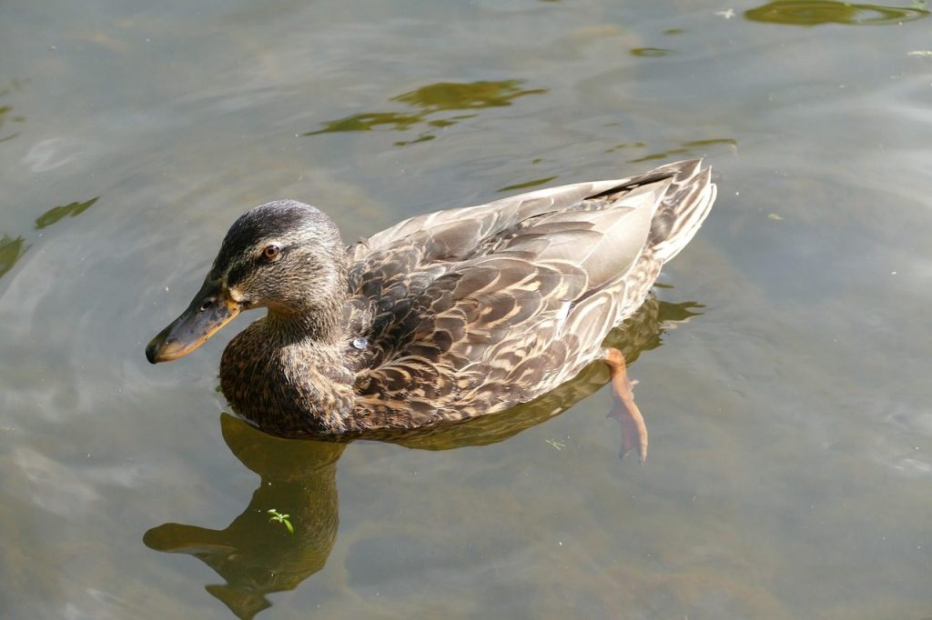 duck, water bird, schwimmvogel, platypus, platypus, platypus, platypus, platypus, platypus