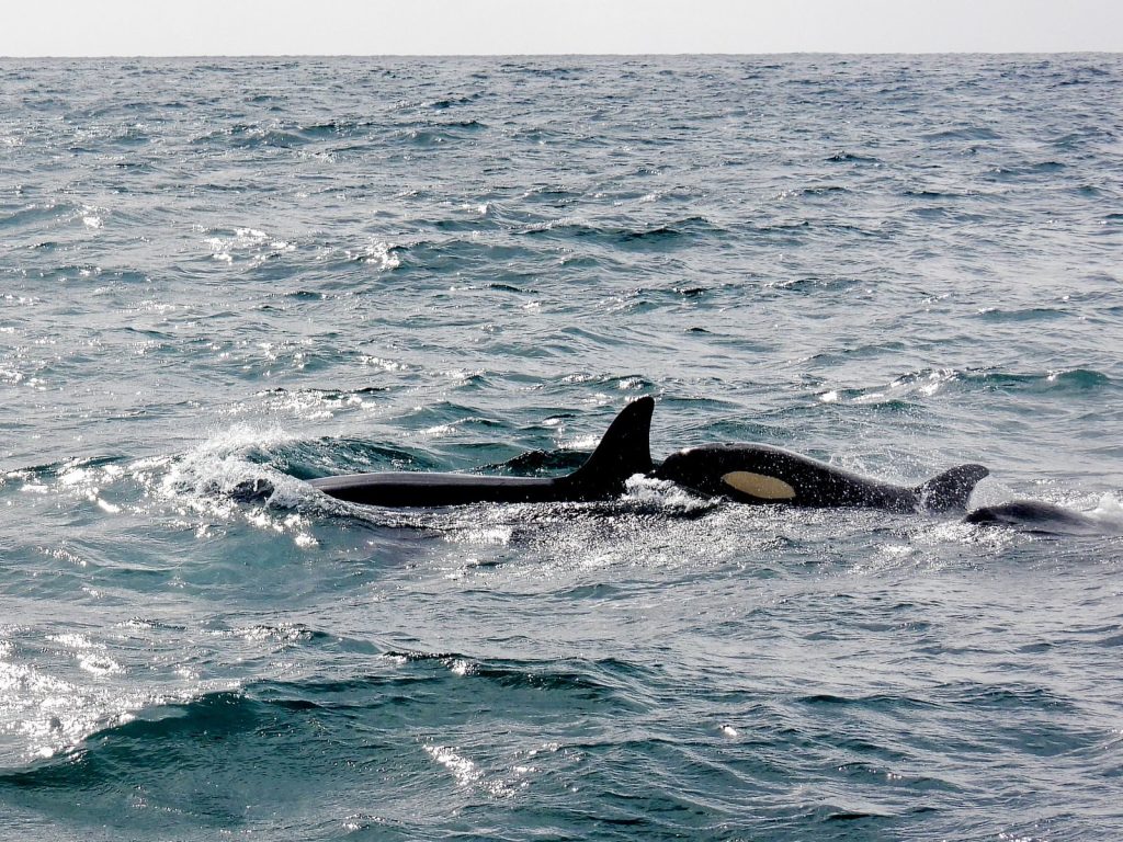 A pod of killer whales gracefully swimming in the ocean, showcasing wildlife in motion.