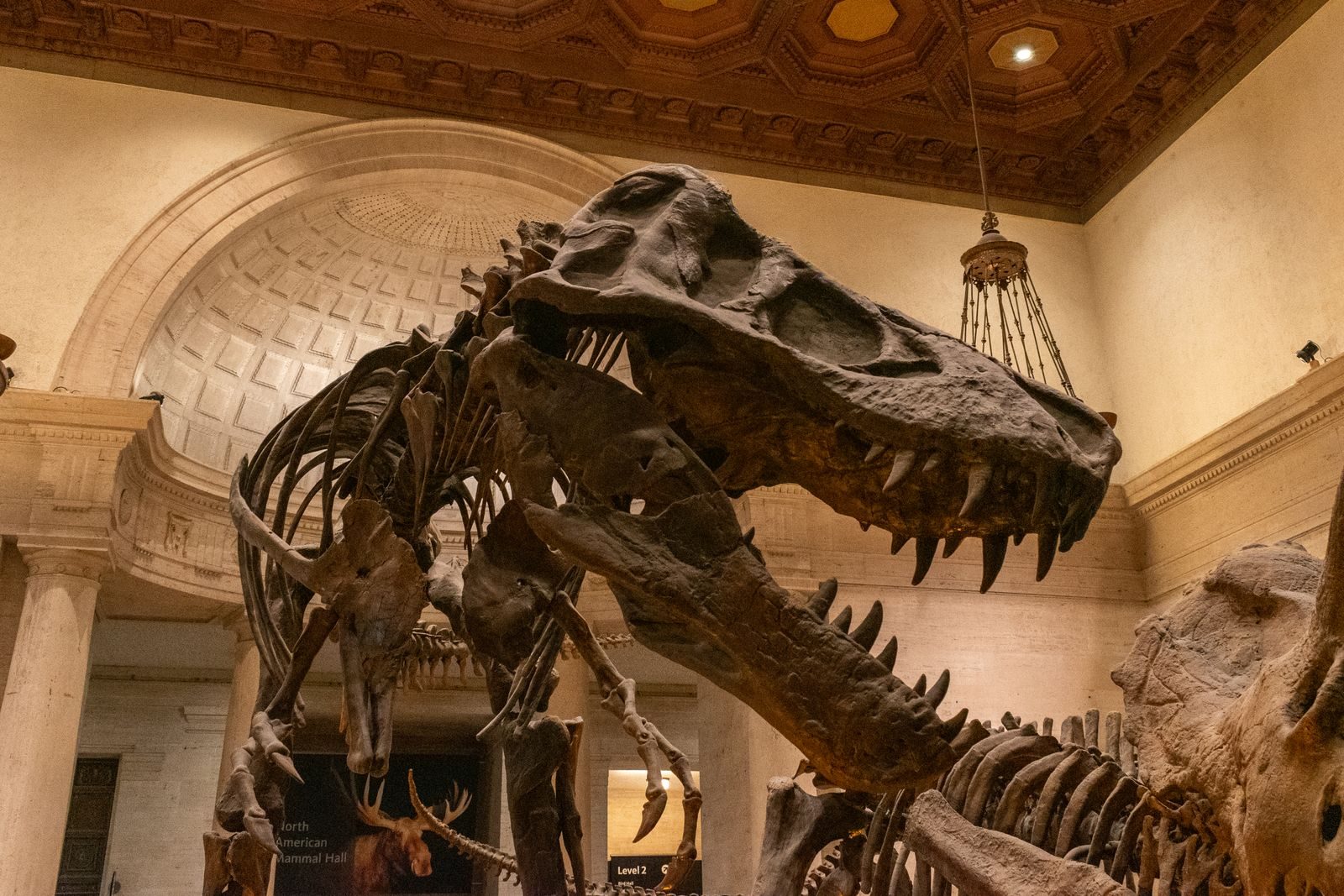 Imposing T-Rex fossil exhibit inside a historic museum in Los Angeles.