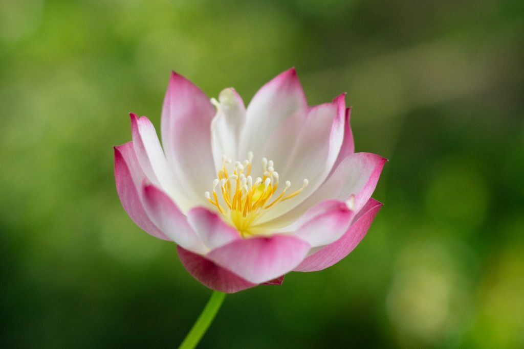 Vibrant pink lotus flower in full bloom against blurred natural background.