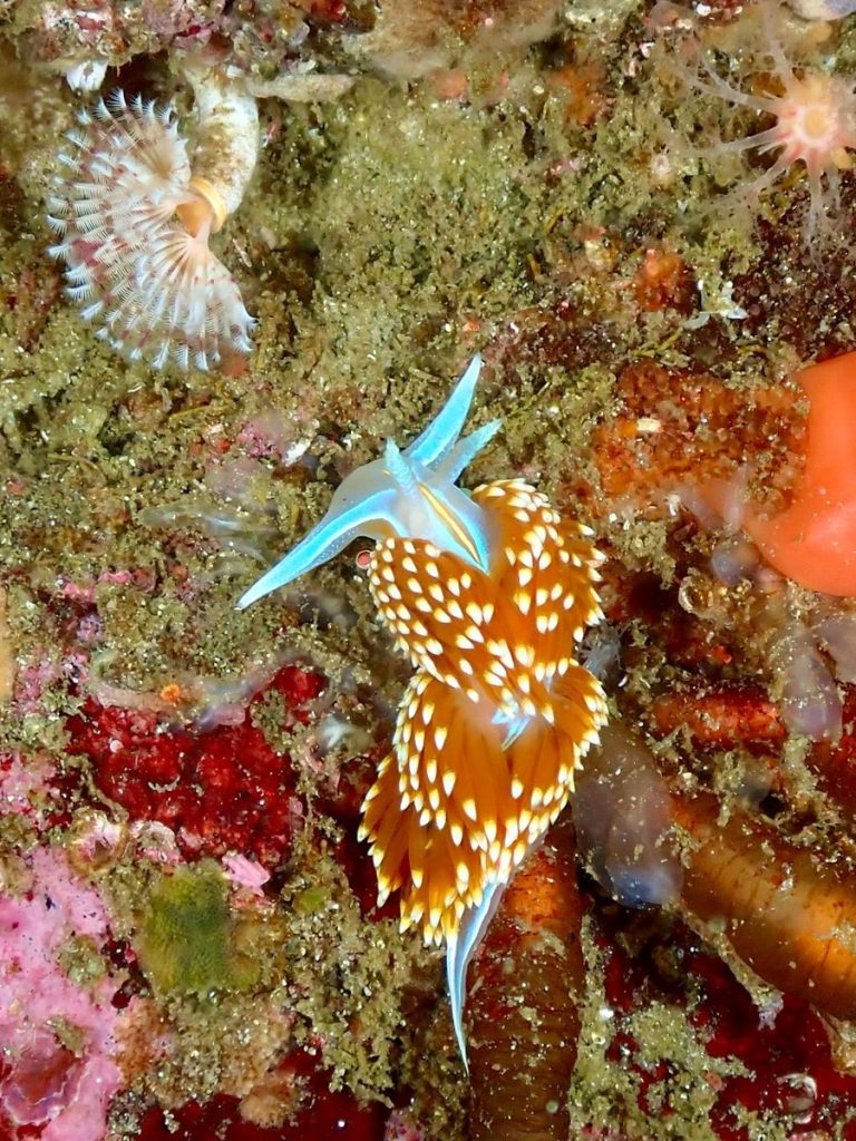Colorful Hermissenda nudibranch amidst Monterey's vibrant coral reef ecosystem.