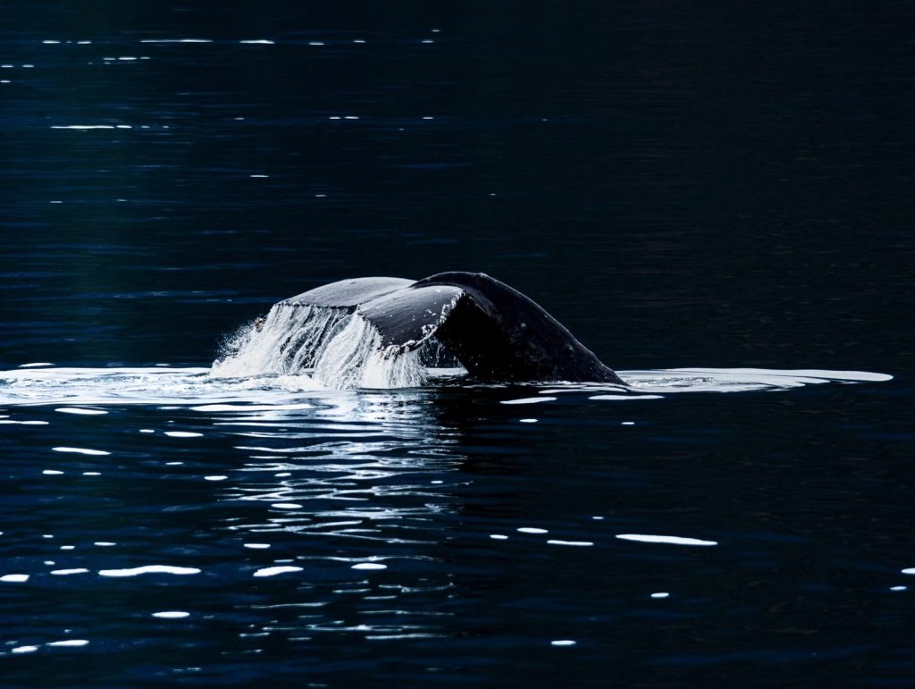 Close-up of a whale's tail emerging from the water, creating a splash in the ocean.