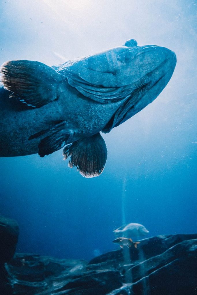 A breathtaking underwater shot of a large grouper fish swimming gracefully beneath the ocean surface.