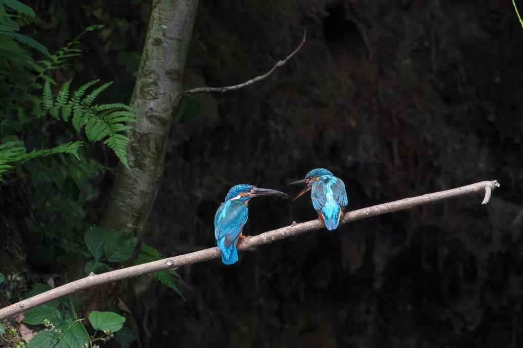 Two vibrant kingfishers perched on a branch in a lush, tropical forest.