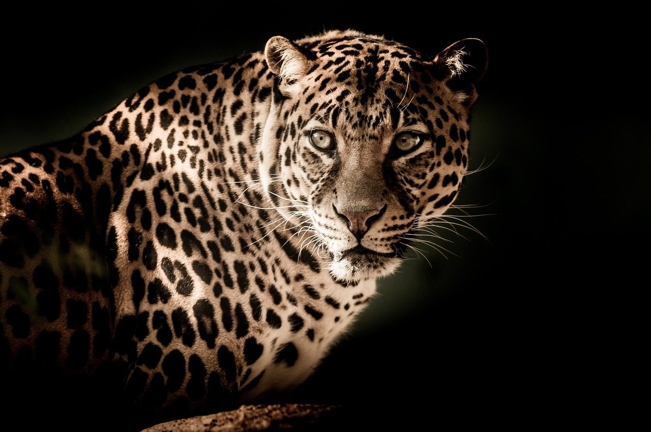 leopard, wildcat, wildlife, safari, africa, close up, eyes, menacing, carnivore, nature, animal, animal world, wildlife photography, portrait