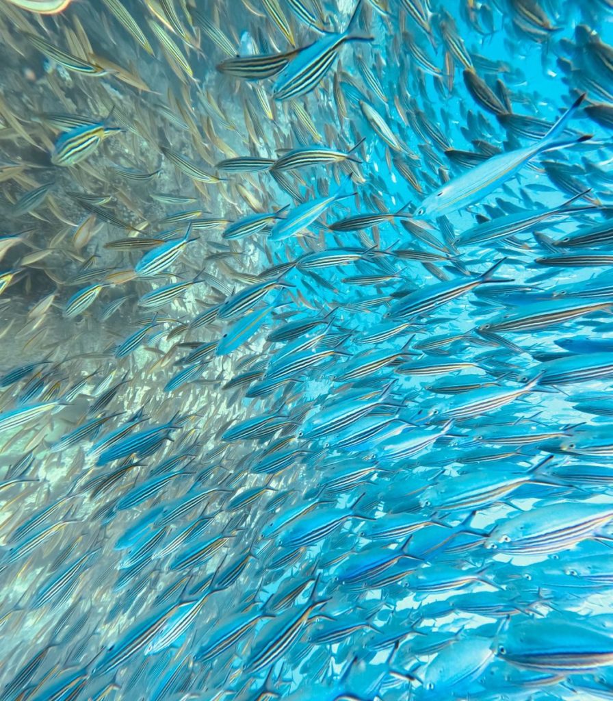 Mesmerizing underwater view of a vibrant school of fish swimming in clear blue waters.