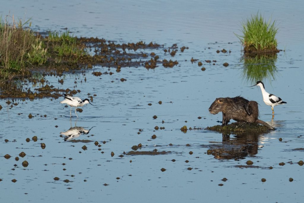 Captivating image of birds and nutria in the wetlands of Bretagne, France.