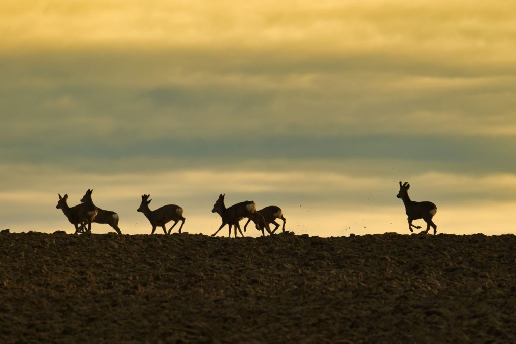 Silhouettes of deer running on a hill against a vibrant sunset sky in Garešnica, Croatia.