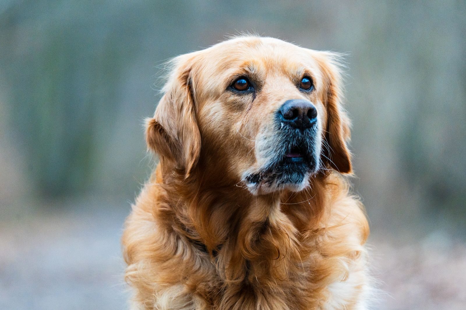 Close-up of a Golden Retriever looking attentively outdoors. Ideal for pet lovers and animal-themed projects.