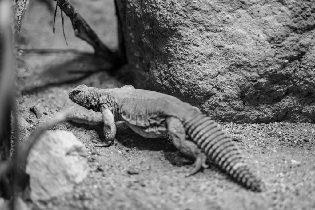 A monochrome image featuring a desert lizard against rocks in a natural habitat.