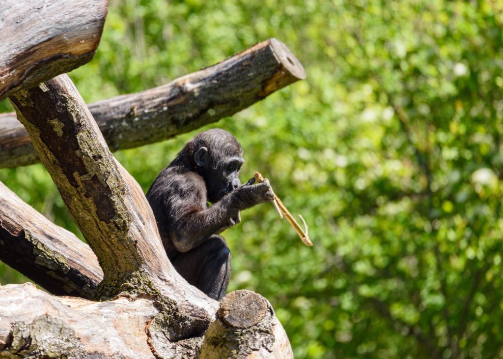 A young chimpanzee engaging with a twig while perched on tree branches in a lush green environment.