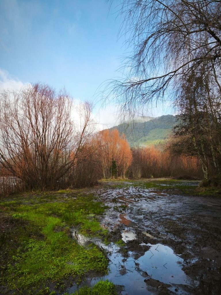 Explore a tranquil winter landscape featuring bare trees, a muddy path, and a distant mountain view.