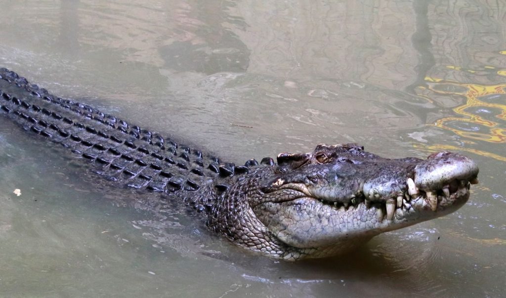 A large crocodile swimming in Wangetti, Queensland, showcasing its massive jaws and scaly back.
