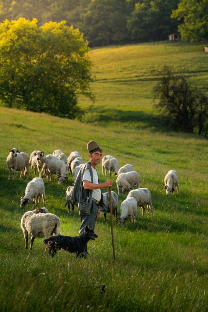 Shepherd guiding a flock of sheep on a sunny day in Sibiu, Romania.