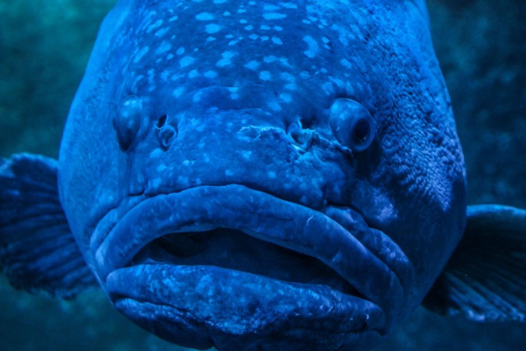 An intimate close-up of a giant grouper fish in its ocean habitat, showcasing detailed textures.