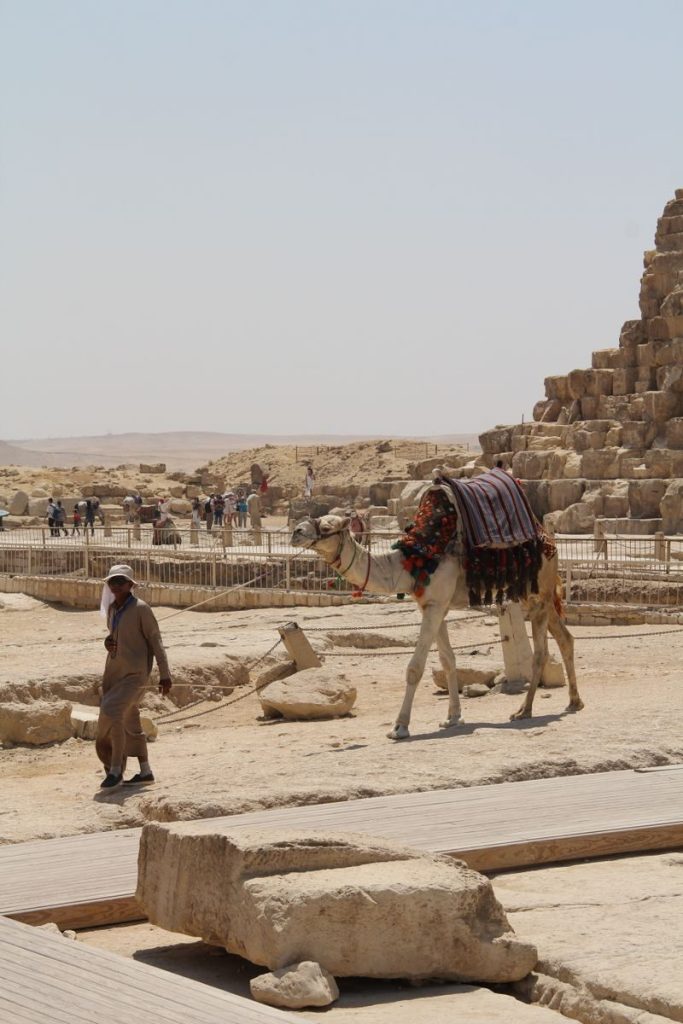 A camel with a handler walking near the Great Pyramid of Giza on a sunny day.