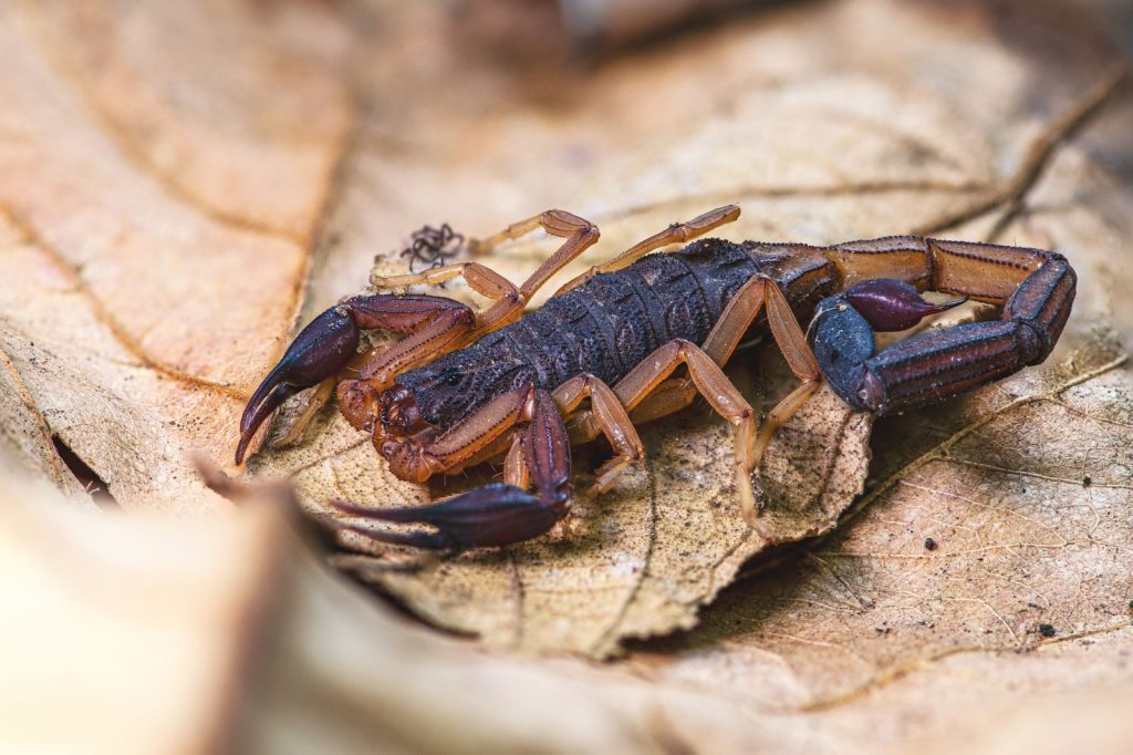 Close-up view of a brown bark scorpion (Centruroides gracilis) resting on a leaf.