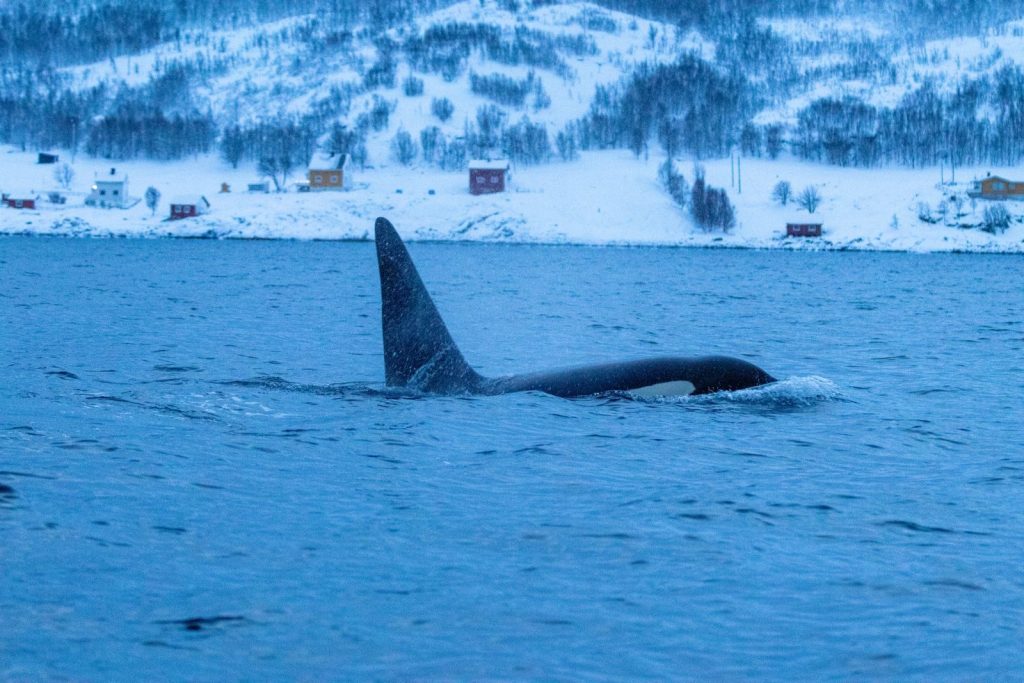 Majestic orca swimming in a snowy fjord with scenic winter backdrop.