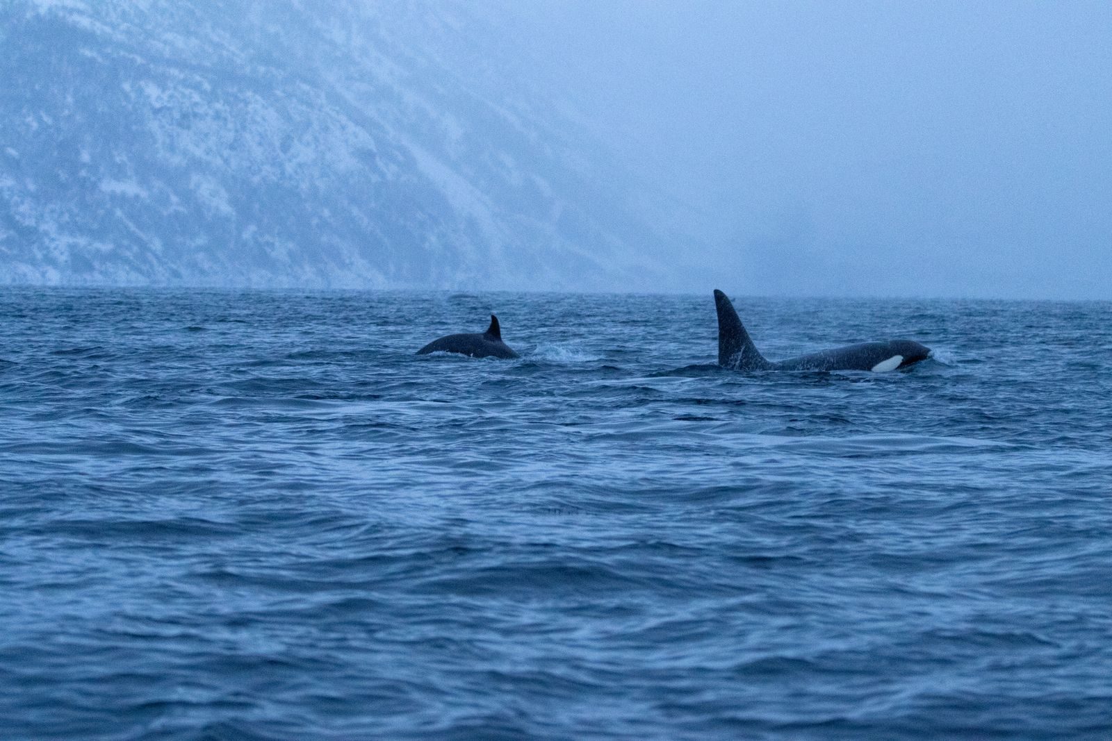 Two majestic orca whales swim in the cold Arctic sea with a snowy mountainous backdrop at dusk.