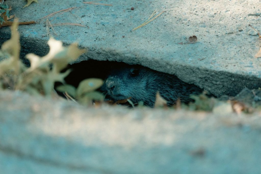 A gopher peeks from its burrow, showcasing curious wildlife behavior.