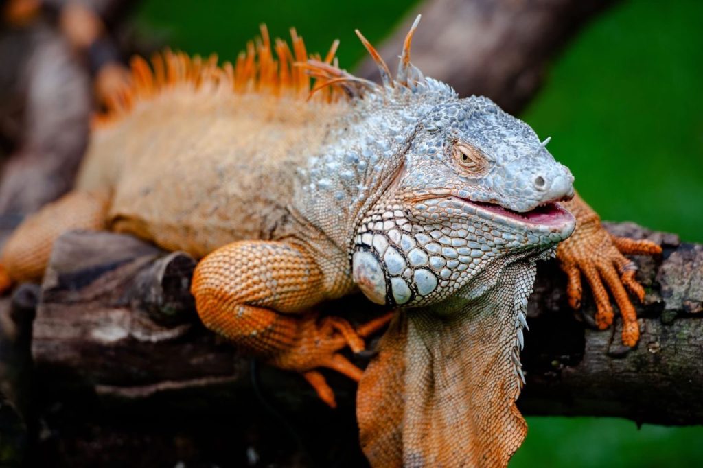 A detailed photo of a green iguana relaxing on a tree branch.