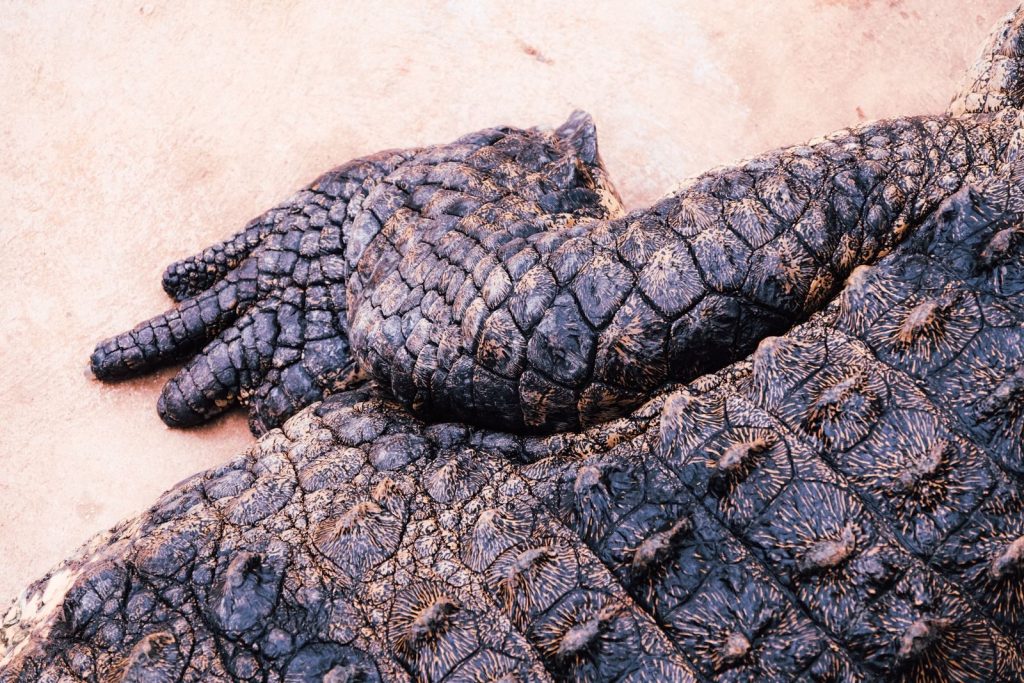 Detailed view of a crocodile's textured skin with scales and claws visible.