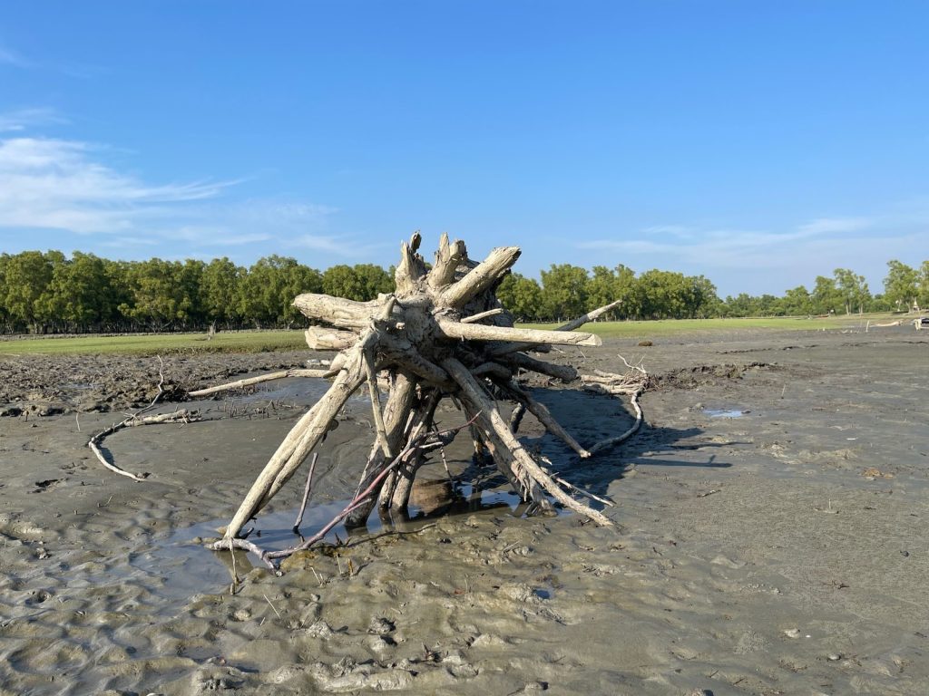Scenic view of exposed tree roots on a muddy surface with dense forest in the background.