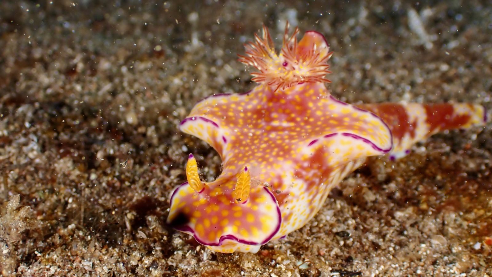 How A Tiny Sea Creature Steals Solar Power