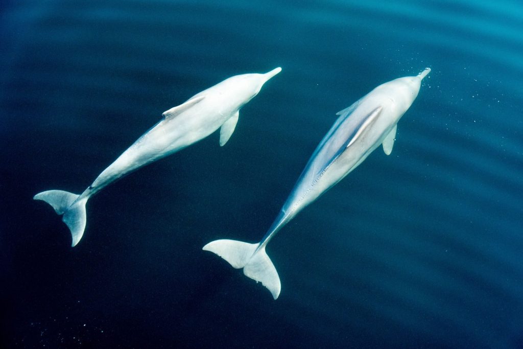 Two dolphins gracefully swimming in the deep blue waters of al-Chasab, Musandam, Oman.
