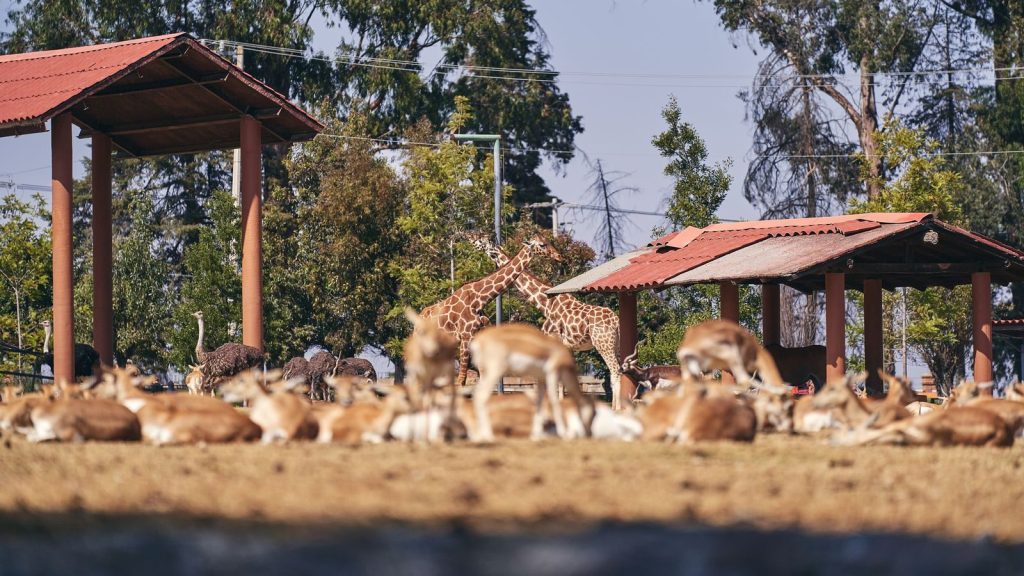 Peaceful safari scene featuring giraffes, antelopes, and ostriches in a natural habitat.
