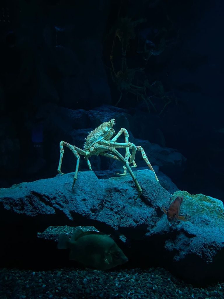 A Japanese spider crab (Macrocheira kaempferi) illuminated in an aquarium setting.