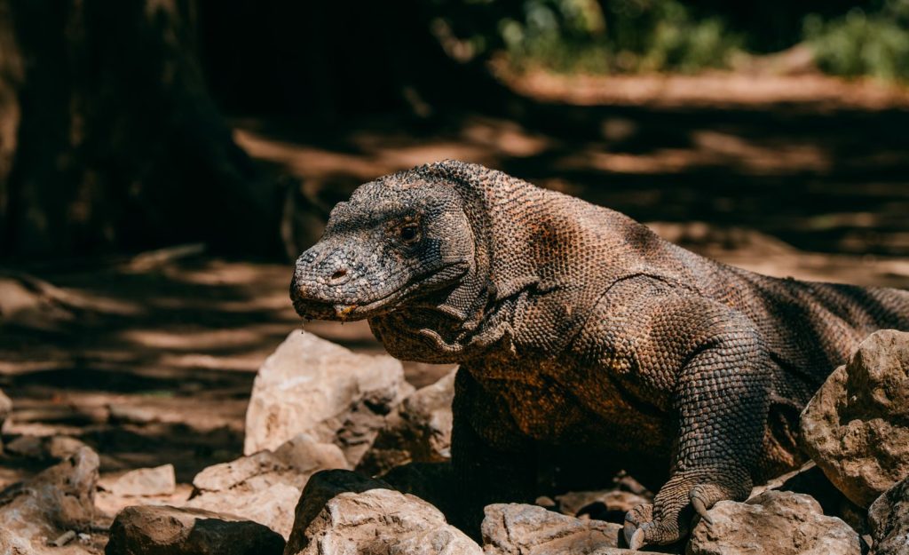 Close-up of a Komodo dragon basking among rocks in Bali, Indonesia.