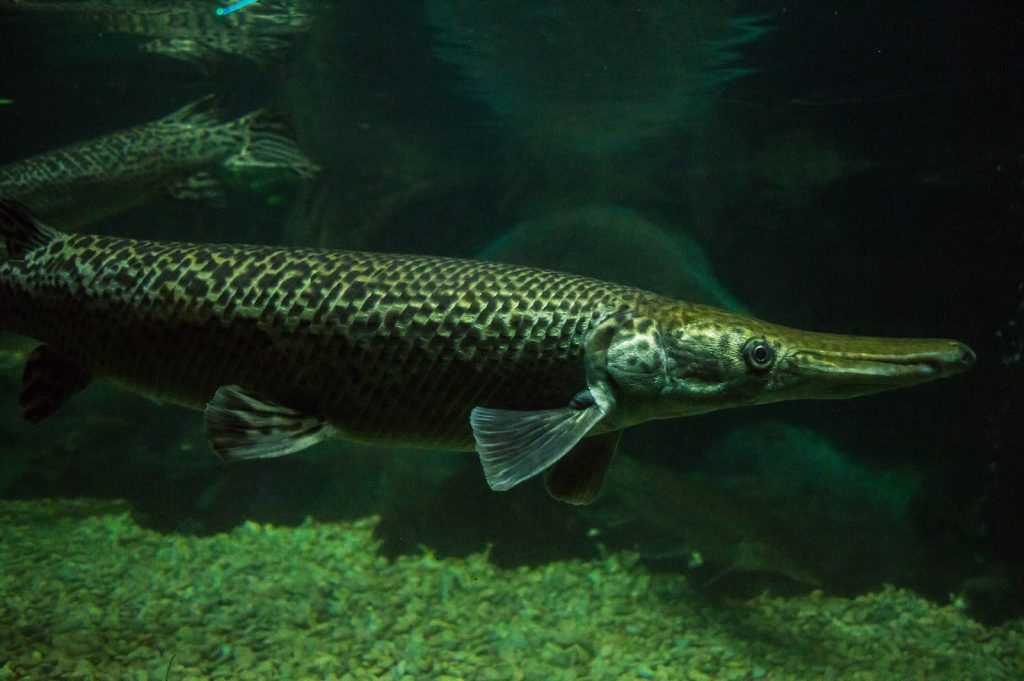 A striking underwater capture of an alligator gar swimming in an aquarium setting, showcasing its unique features.