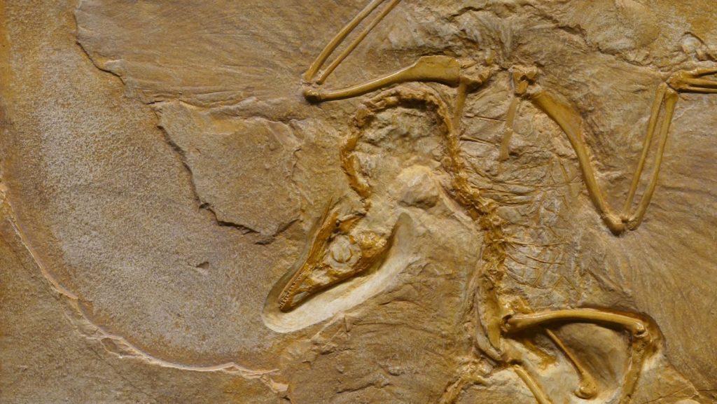 From above of prehistoric extinct animal fossil enclosed on rough cracked surface in archaeological area