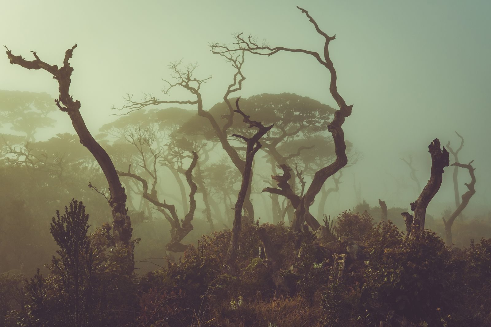 Eerie mist over a dense jungle in South Sulawesi, Indonesia with silhouetted trees.