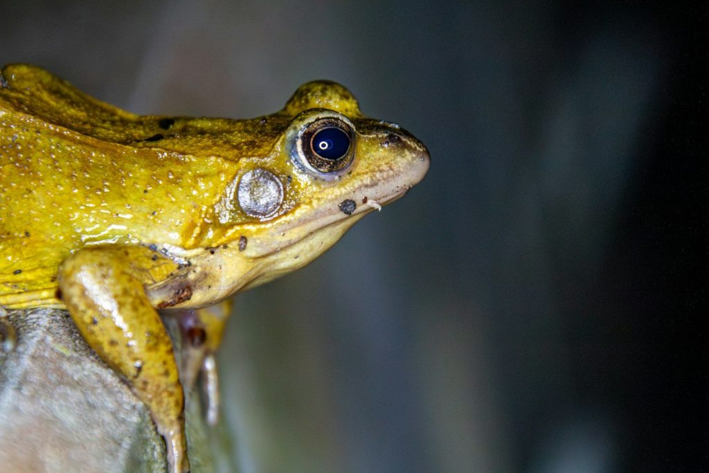 A close-up of a green frog's head.