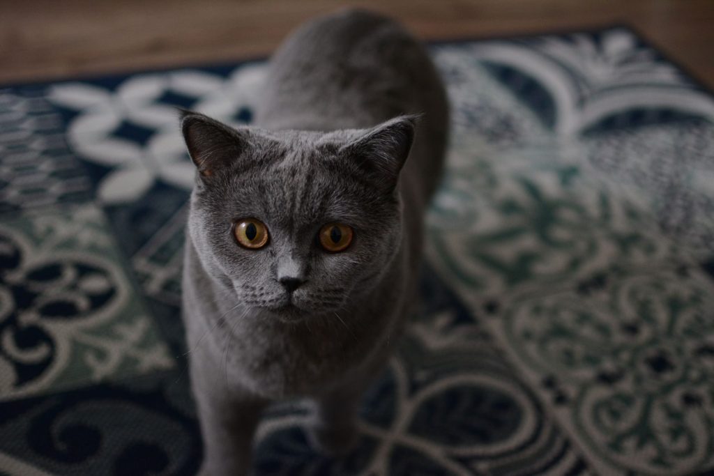 Gray British Shorthair cat with amber eyes sitting on a detailed patterned rug indoors.