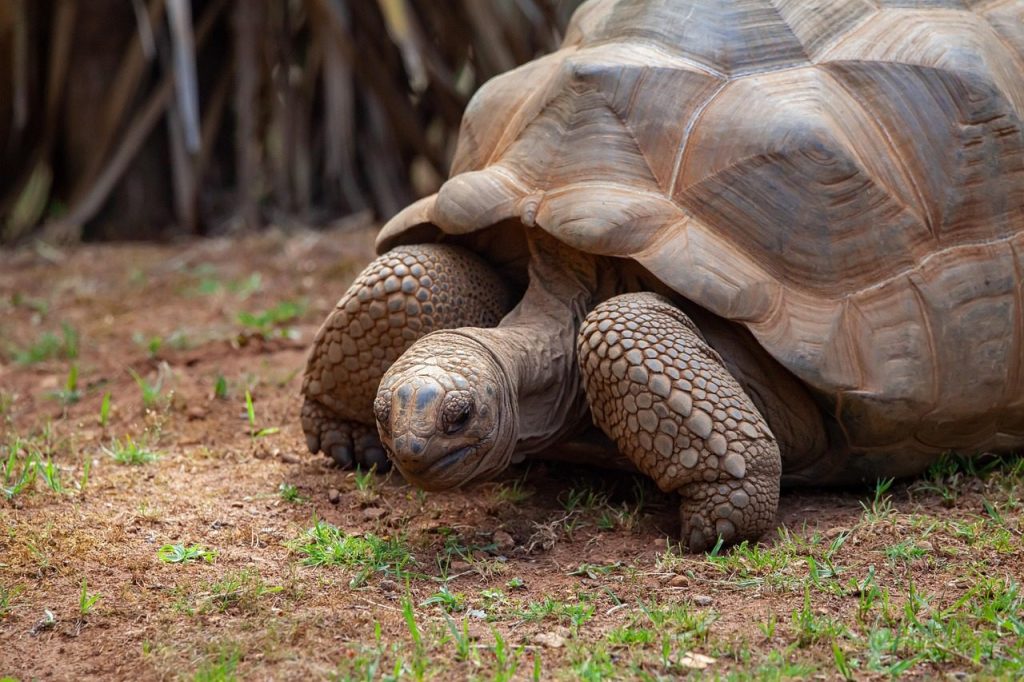 aldabra tortoise, giant tortoise, tortoise, seychelles, reptile, giant, zoo, endangered, reptilia, animal, nature, exotic, old, carapace, shell, big, threatened, aldabra tortoise, aldabra tortoise, seychelles, seychelles, seychelles, seychelles, seychelles