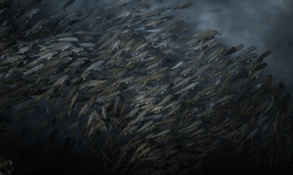 A mesmerizing view of a large school of fish swimming underwater, showcasing marine life dynamics.