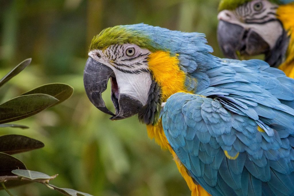 Stunning close-up of blue and yellow macaw showcasing its vibrant feathers in a natural setting.