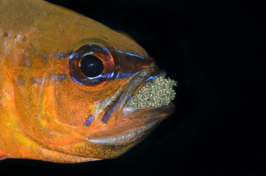 Stunning close-up of a cardinalfish with mouthbrooding eggs underwater in Dauin, Philippines.