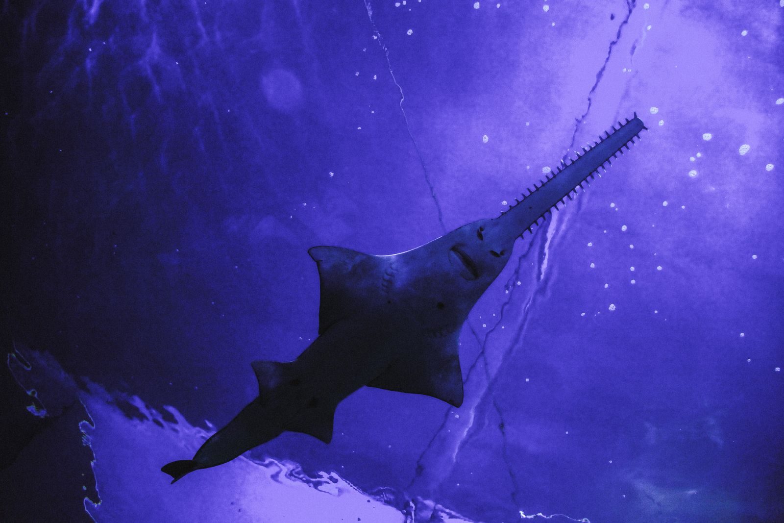 Majestic sawfish swims gracefully in deep blue underwater setting.