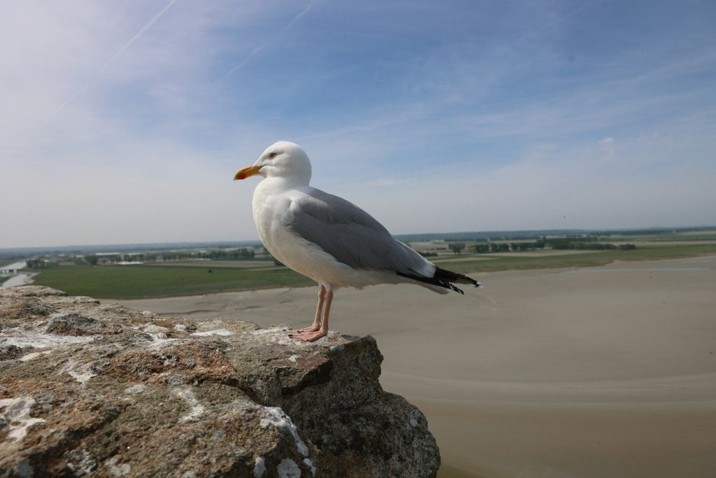 A seagull perched on a rocky outcrop overlooking a landscape.