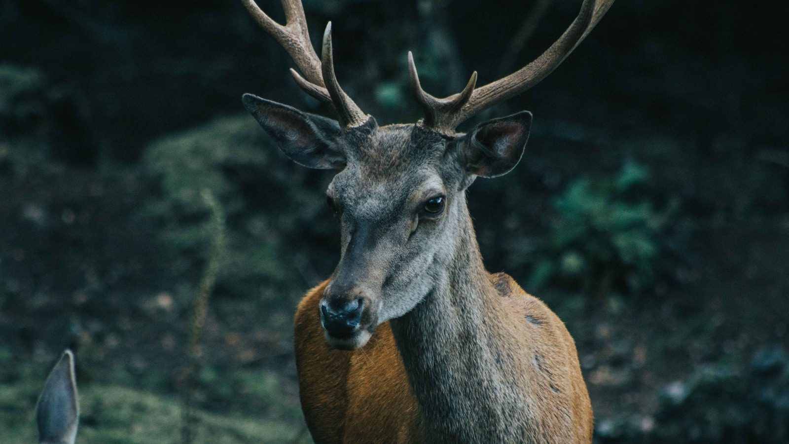 The Bizarre Animals Surviving With Seemingly Useless Traits