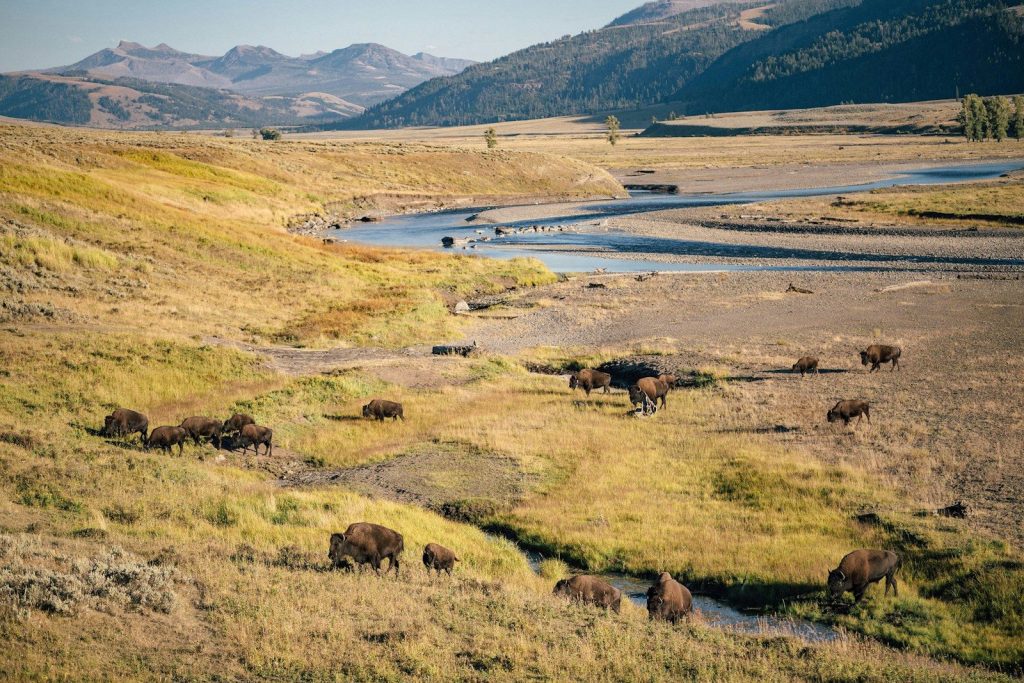 a group of animals stand in a grassy field
