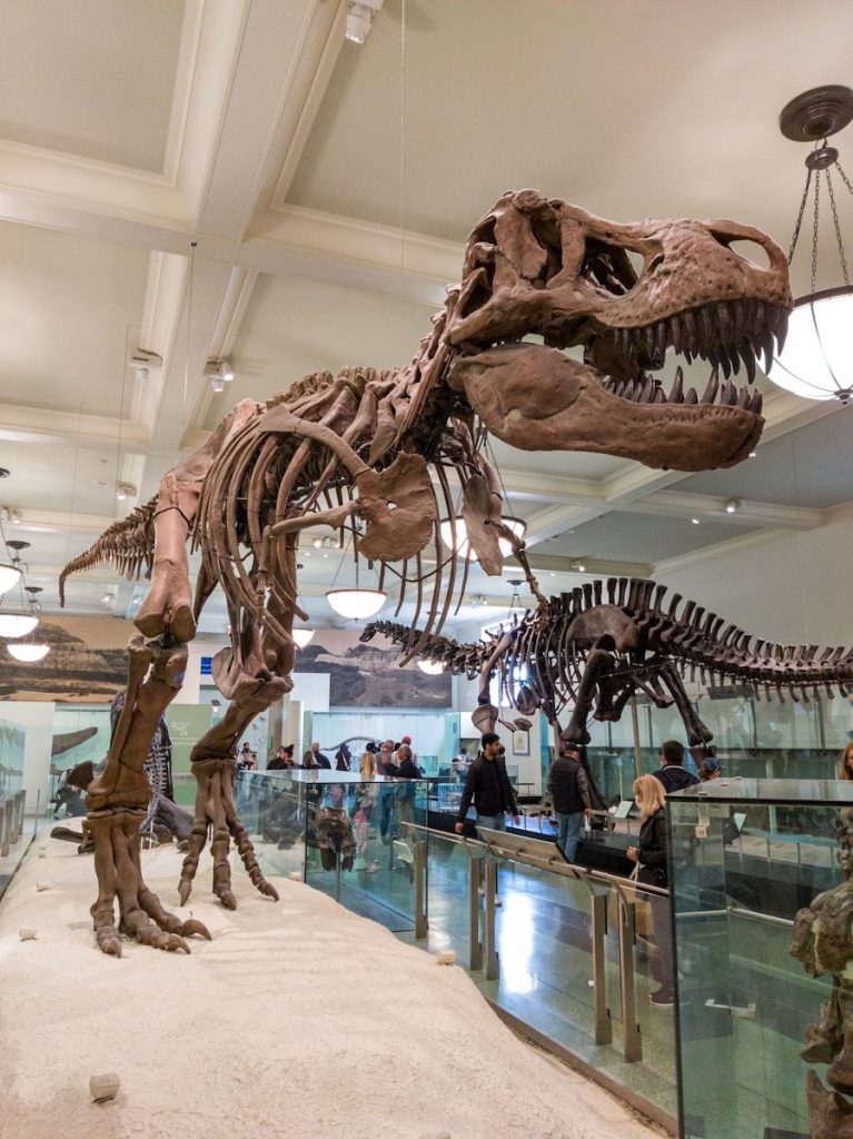 A large dinosaur skeleton on display in a museum.