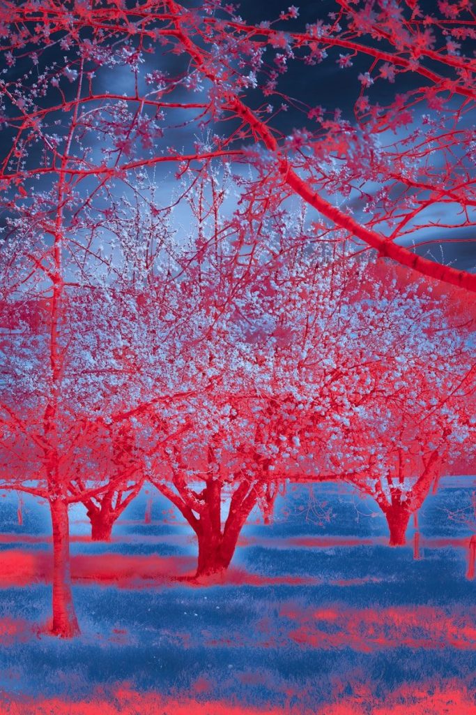a group of trees in a field with a sky background